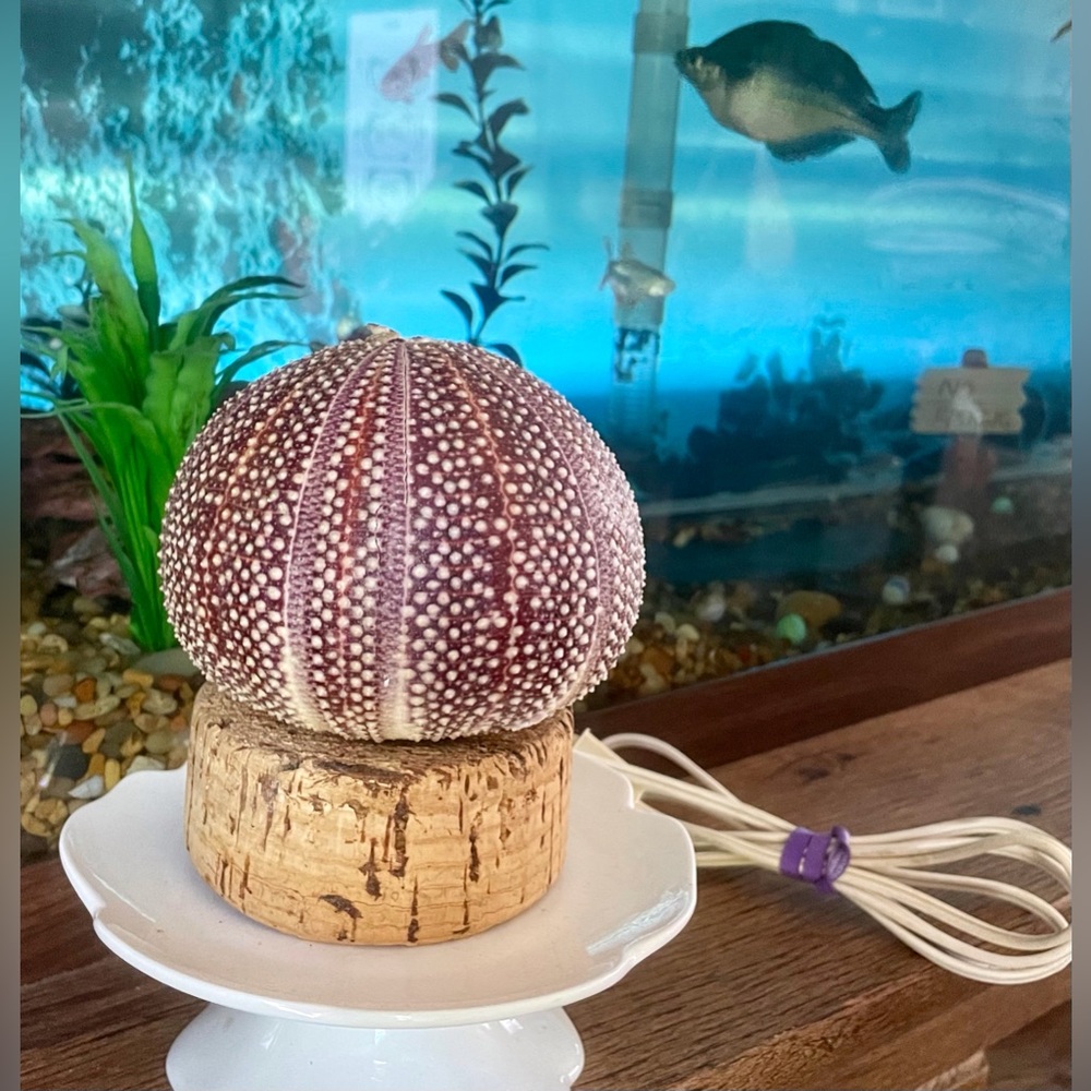 Unique Seashell Light Table Mantle Shelf Lamp Beachy Nightlight Ocean Shell - Picture 10 of 13